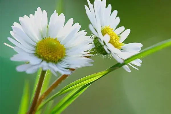 雏菊的花语 有什么含义