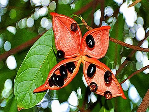 平婆花的花语