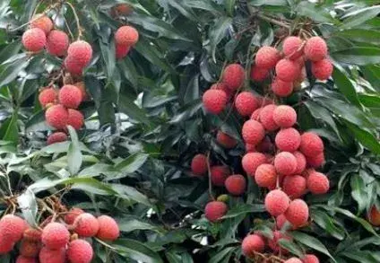 荔枝栽培技术：应及时进行嫁接换种