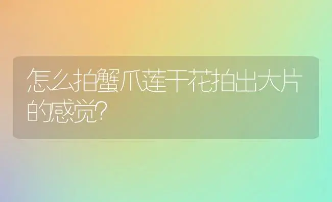 怎么拍蟹爪莲干花拍出大片的感觉？ | 多肉养殖