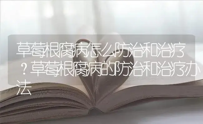 草莓根腐病怎么防治和治疗？草莓根腐病的防治和治疗办法 | 果木种植