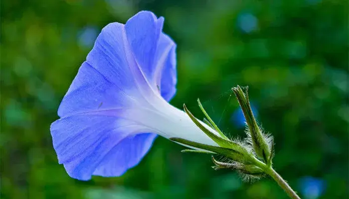 喇叭花的花语和寓意