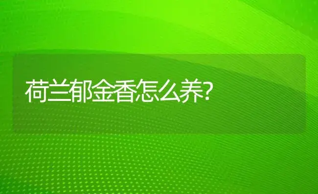 荷兰郁金香怎么养？ | 绿植常识