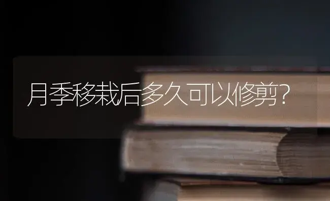 月季移栽后多久可以修剪？ | 绿植常识