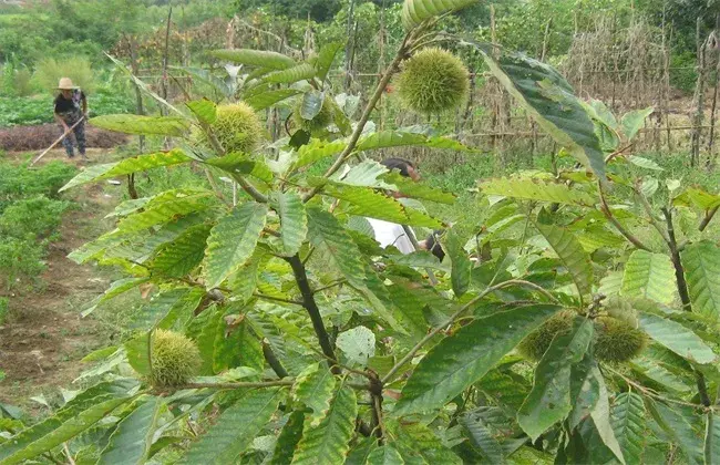 板栗树栽培技术要点