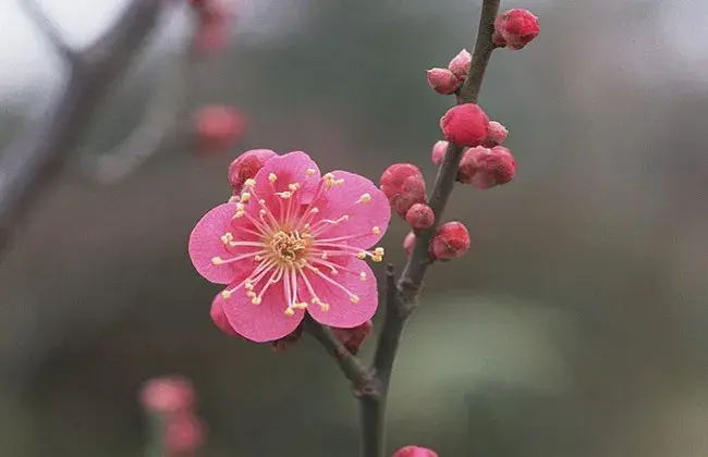 元旦开花的花卉有哪些