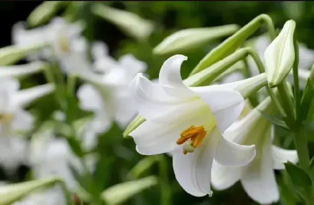 7月份可以种百合花吗？种植百合最佳环境