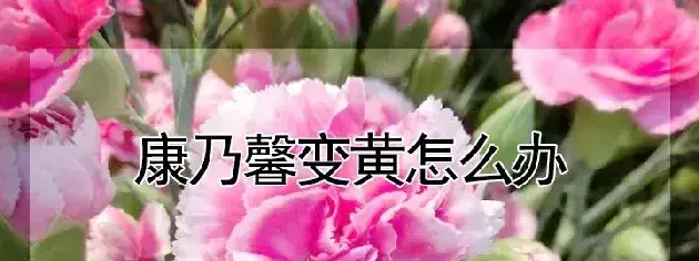 康乃馨变黄怎么办