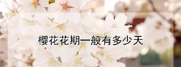 樱花花期一般有多少天