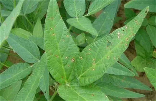 大豆缺素症状及防治和治疗办法