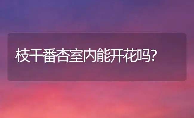 枝干番杏室内能开花吗？ | 多肉养殖
