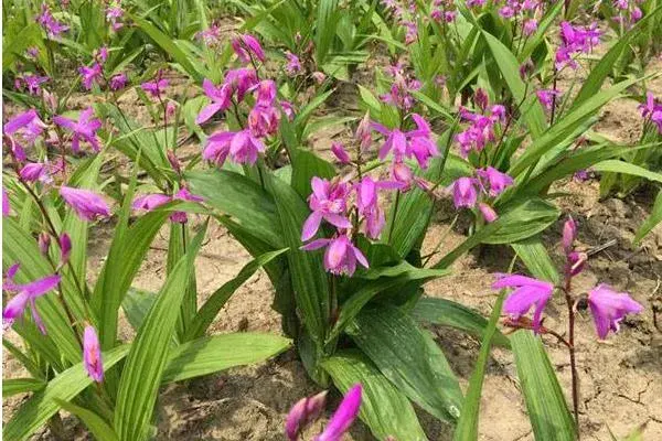 白芨种植前景，附行情分析