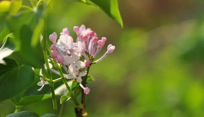 丁香的花语和传说是什么 丁香花的花语和传说