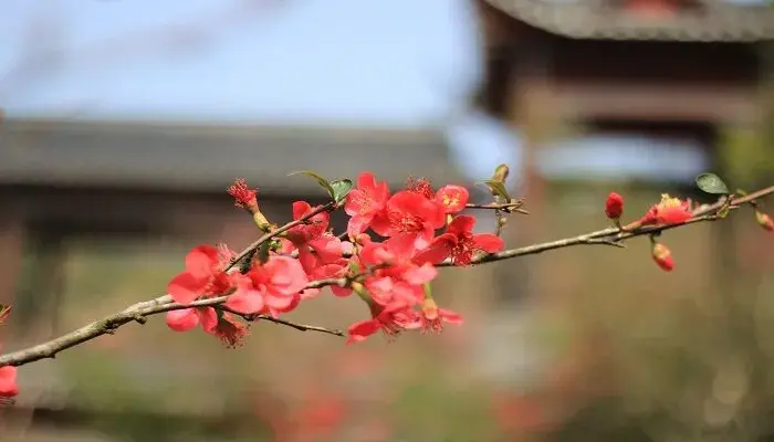 梅花的花语和象征意义 梅花的花语以及象征意义