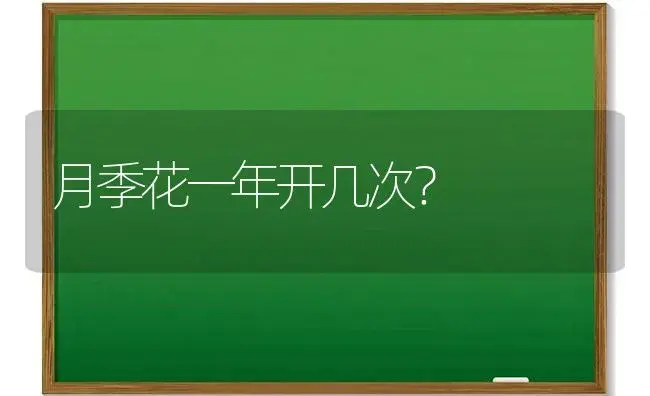 月季花一年开几次？ | 绿植常识