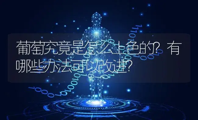 葡萄究竟是怎么上色的？有哪些办法可以改进？ | 果木种植