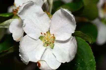 苹果几月开花