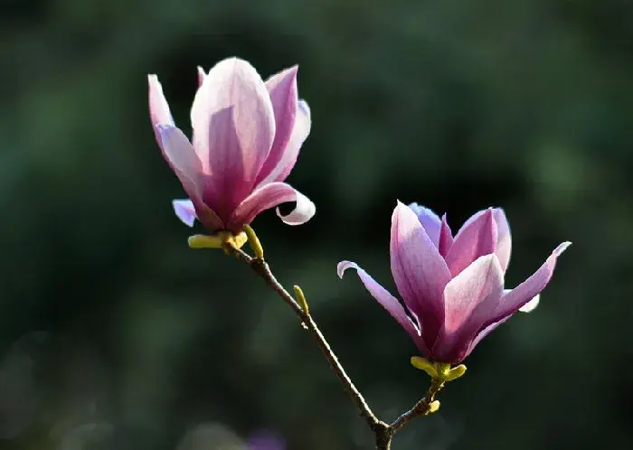 玉兰花花语，玉兰花的种植条件和养护