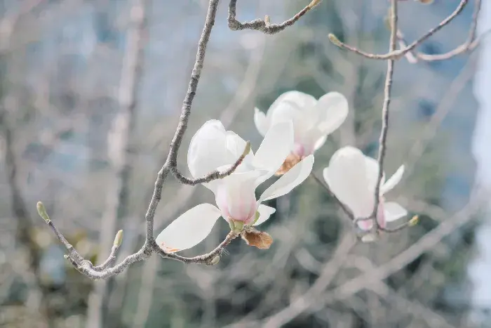 白兰花的寓意和花语