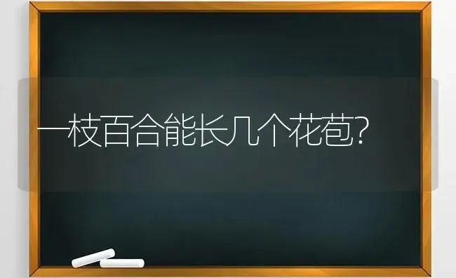 一枝百合能长几个花苞？ | 绿植常识