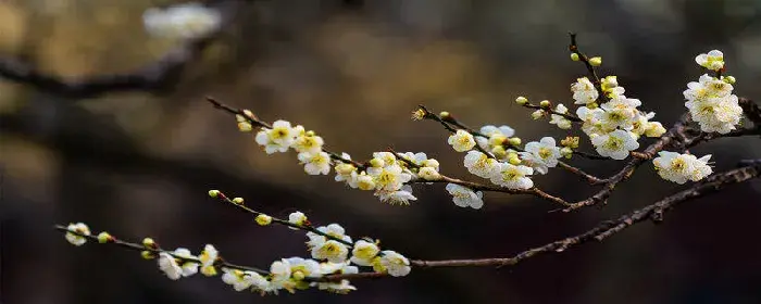 黄腊梅的花语和象征 黄腊梅的花语和象征意义