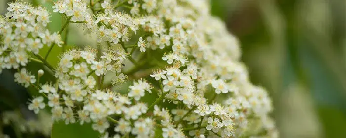 石楠花花语 石楠花的花语