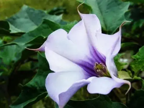 曼陀罗花的花语是什么，曼陀罗花的传说故事/死亡和爱