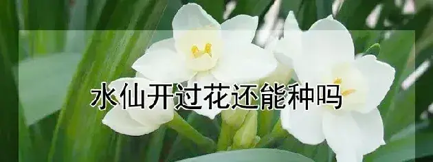 水仙开过花还能种吗