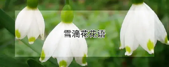 雪滴花花语