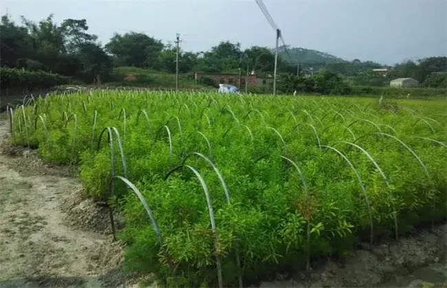 檀香的栽培对策