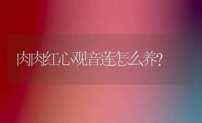 肉肉红心观音莲怎么养？ | 多肉养殖