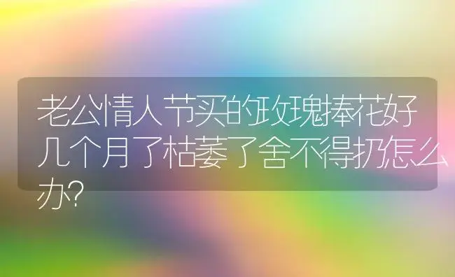 老公情人节买的玫瑰捧花好几个月了枯萎了舍不得扔怎么办？ | 绿植常识