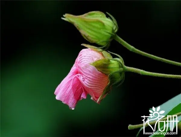 芙蓉花花语是什么，贞操/纯洁/纤细之美_花语大全