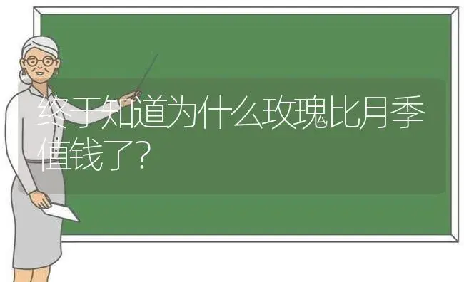 终于知道为什么玫瑰比月季值钱了？ | 绿植常识