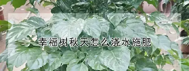 幸福树秋天怎么浇水施肥