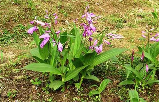 白芨高产种植技术