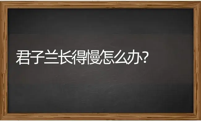 君子兰长得慢怎么办？ | 绿植常识