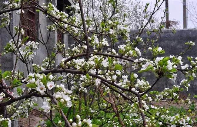 梨树反季节开花的 因素及预防办法