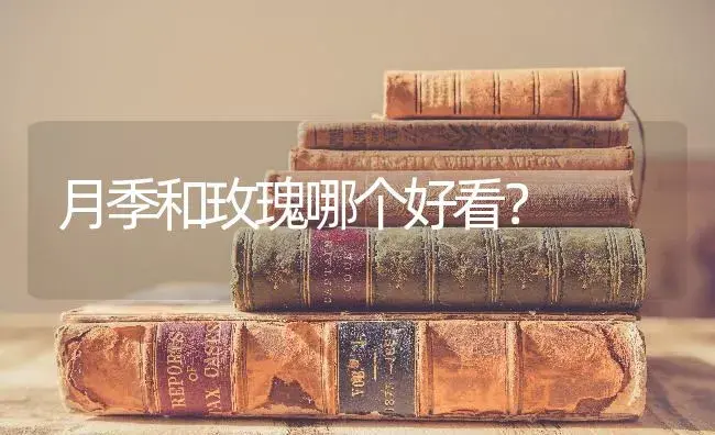 月季和玫瑰哪个好看？ | 绿植常识