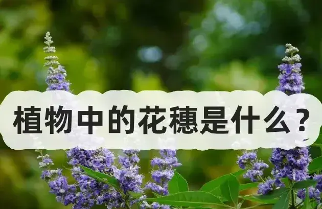 植物中的花穗是什么？