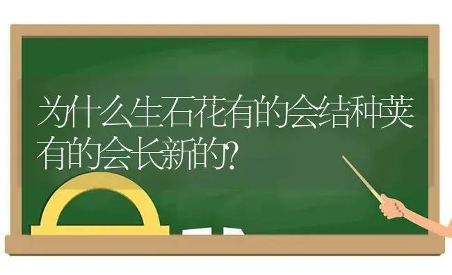 为什么生石花有的会结种荚有的会长新的？ | 多肉养殖