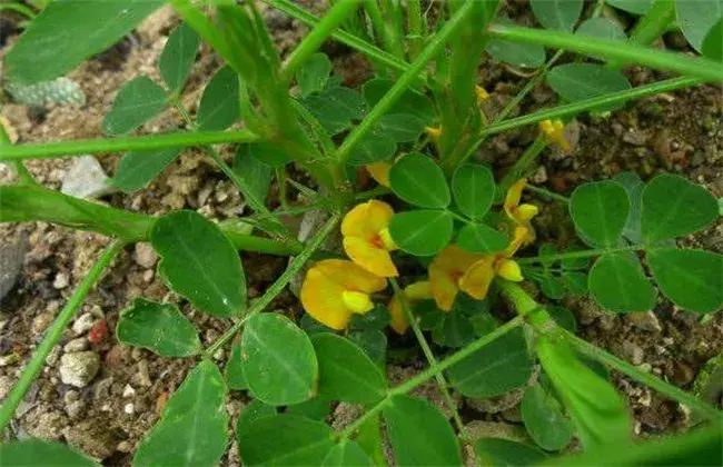 花生施肥时间及措施