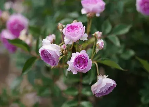 月季花语代表什么意思？