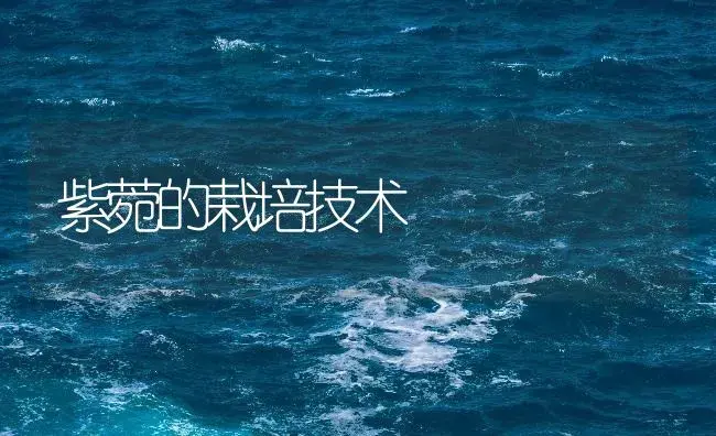 紫菀的栽培技术 | 药材种植