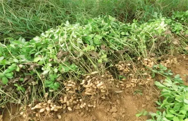 花生怎样栽培产量高