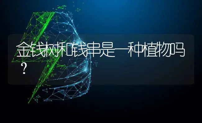 金钱树和钱串是一种植物吗？ | 多肉养殖