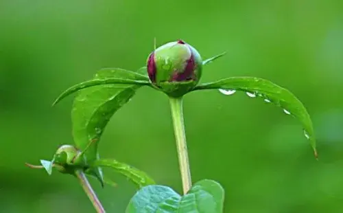 盆栽浇水 | 盆栽芍药花怎么浇水