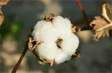 棉花病虫害防治技术