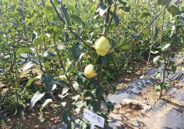 山农酥梨品种特点