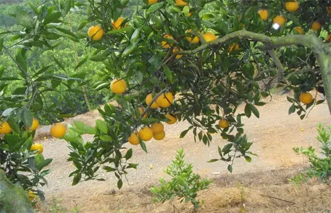 冰糖橙的种植技术